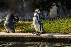 Manchots du Cap